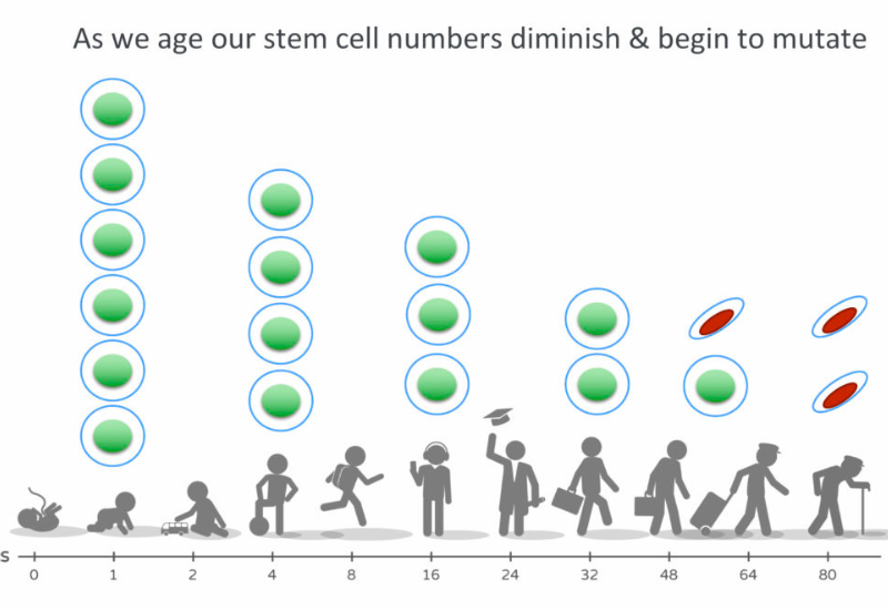 Tế bào gốc tăng sinh liên tục từ lúc chúng ta sinh ra cho đến lúc chúng ta già đi